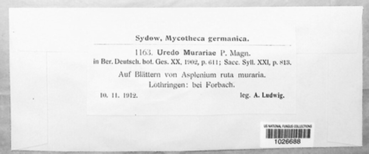 Milesina murariae image